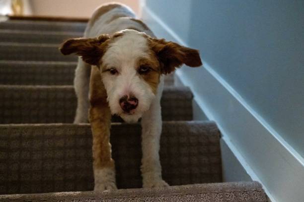 istock A Jack Russel Terrier in Lake Minnetonka, Minnesota 1362520893