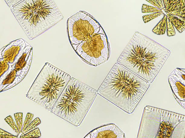 kieselalgen, algen unter mikroskopischer betrachtung, phytoplankton, fossilien, kieselsäure, goldgelbe algen - plankton stock-fotos und bilder