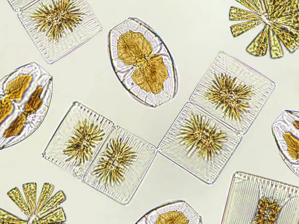 Photo of Diatoms, algae under microscopic view, phytoplankton, fossils, silica, golden yellow algae