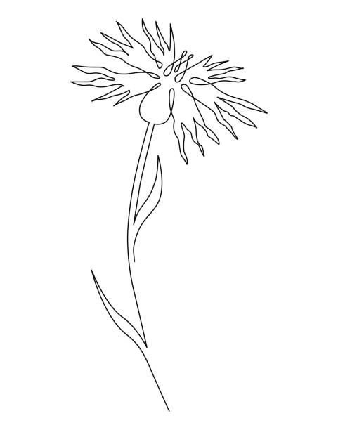Cornflower field flower. Continuous line drawing. Vector illustration Cornflower field flower. Continuous line drawing. Vector illustration bluethroat stock illustrations