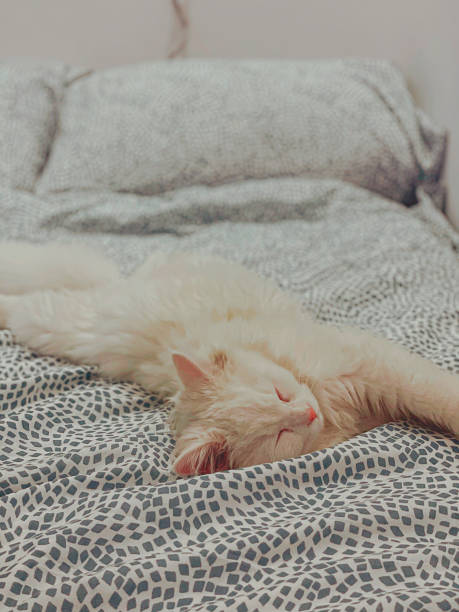 istock sugar our house pet 1362523274