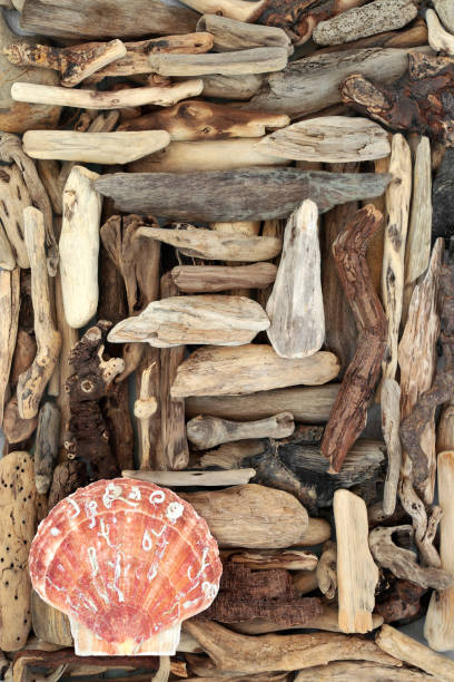 istock Driftwood and Scallop Shell Abstract Seaside Art 1362524745