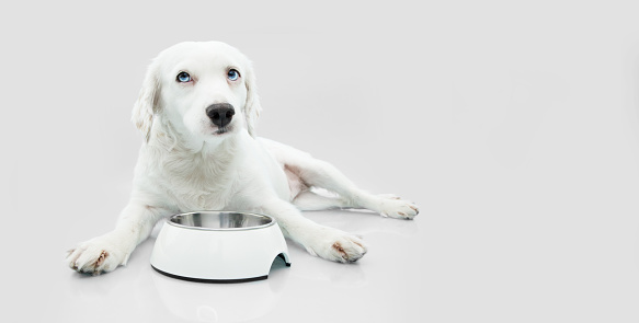 Hungry puppy dog with sad expression eating with a bowl. Isolated on white background