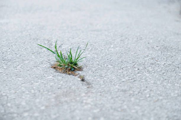 istock Green grass growing from the crack in asphalt closeup 1362524812