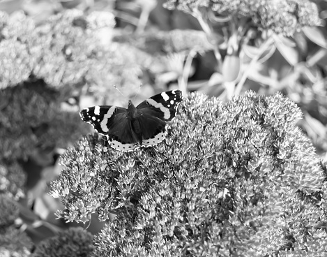 Photography to theme beautiful black butterfly Monarch on meadow flower