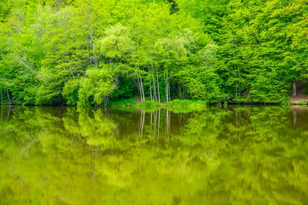 Germany, lake water reflecting green forest nature landscape of trees and plants in jungle like paradise