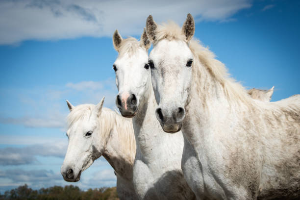 istock White horses in Camargue 1362527479