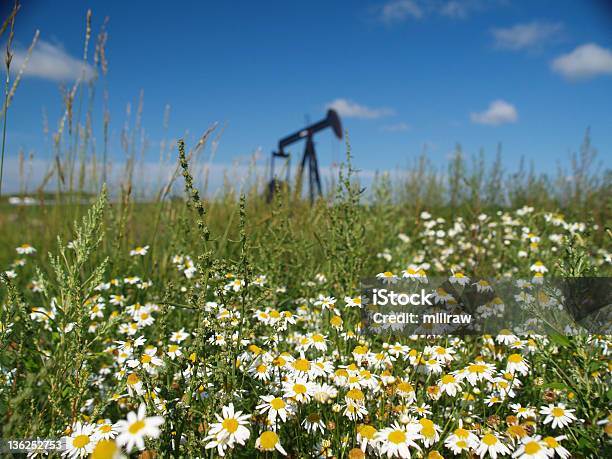 Pumpjack Con Daisies Foto de stock y más banco de imágenes de Aire libre - Aire libre, Alberta, Asfalto