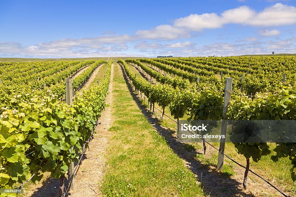 Nueva Zelanda Wine Country - Foto de stock de Fila - Arreglo libre de derechos