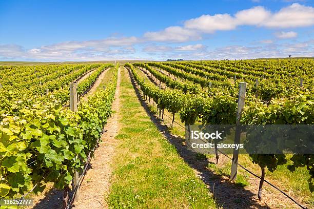 Nueva Zelanda Wine Country Foto de stock y más banco de imágenes de Fila - Arreglo - Fila - Arreglo, Parra, Viña