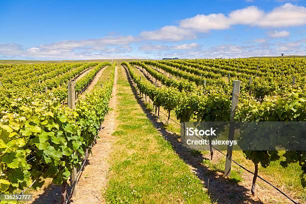 Nuova Zelanda Wine Country - Fotografie stock e altre immagini di In fila - In fila, Azienda vinicola, Vite - Flora