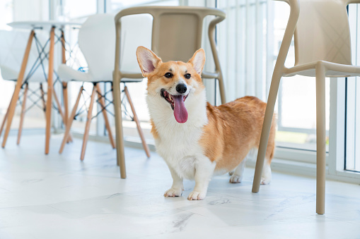 cute adult  Welsh Corgi dog standing in white coffee shop cafe with cheerful smile to her owner