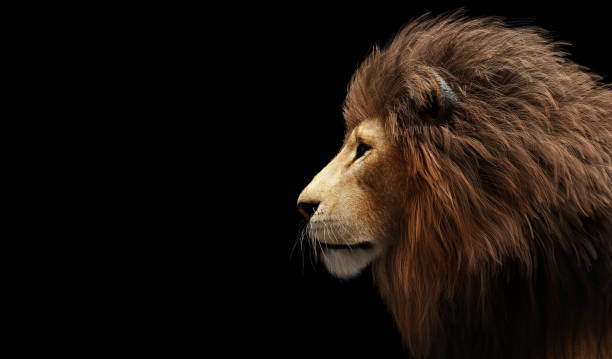 istock Lion portrait on black 1362529406