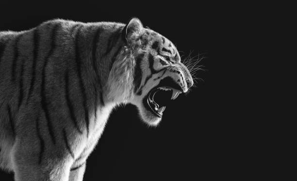Adult indochinese tiger in Thailand