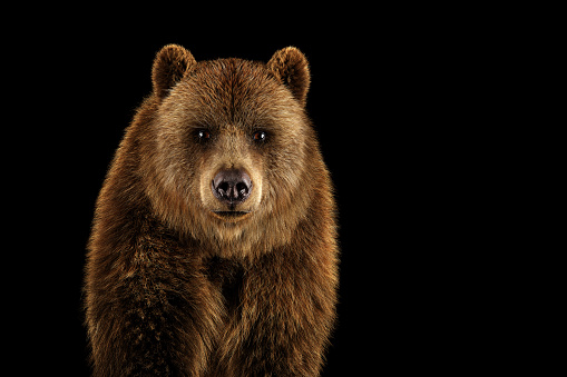 Brown grizzly bear portrait on black. Front view