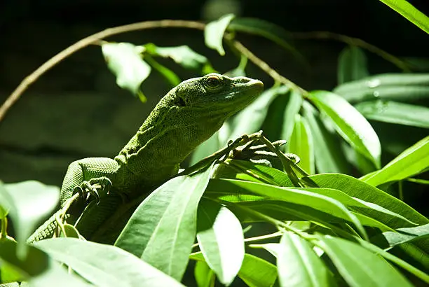 Photo of Reptile
