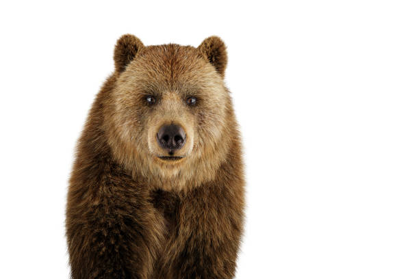 istock Brown grizzly bear isolated on white. 1362530029