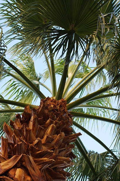 Underneath a palm tree stock photo