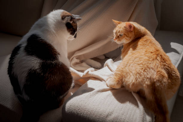 istock two domestic cats playing on a sofa under the light of the window 1362530071
