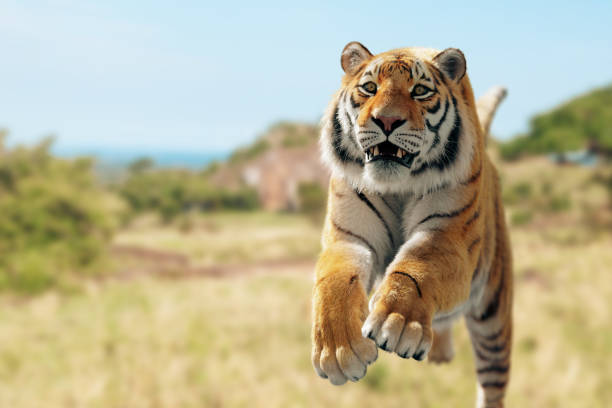 Tiger run and attack stock photo