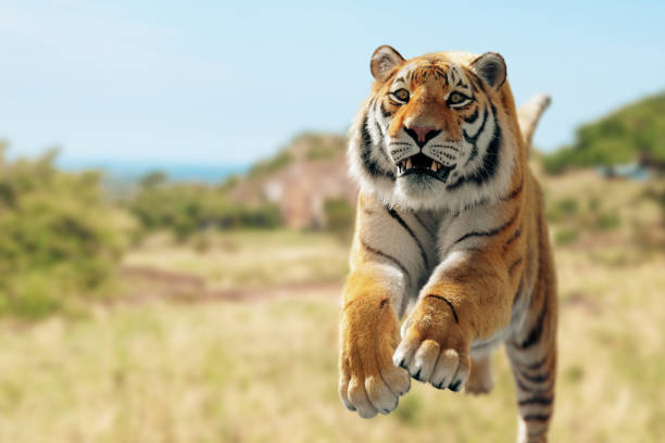 Tiger run and attack Tiger run and attack on the field siberian tiger stock pictures, royalty-free photos & images