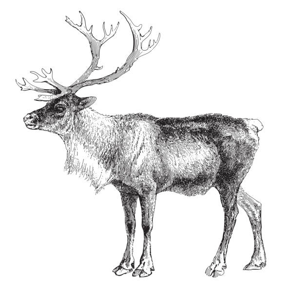 illustration from Meyers Konversations-Lexikon 1897