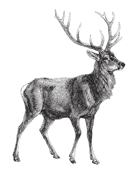 ilustraciones, imágenes clip art, dibujos animados e iconos de stock de ciervo rojo (cervus elaphus) / ilustración vintage - ciervo de américa del norte