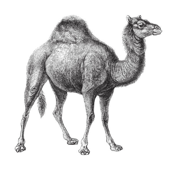 dromedar (camelus dromedarius) - vintage-gravurillustration - sahara stock-grafiken, -clipart, -cartoons und -symbole