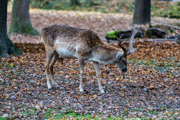 The fallow deer, Dama mesopotamica is a ruminant mammal belonging to the family Cervidae.