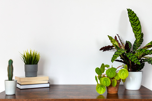 Lifestyle. Shelf with indoor plants. Urban jungle. White wall copy space. A stack of books.