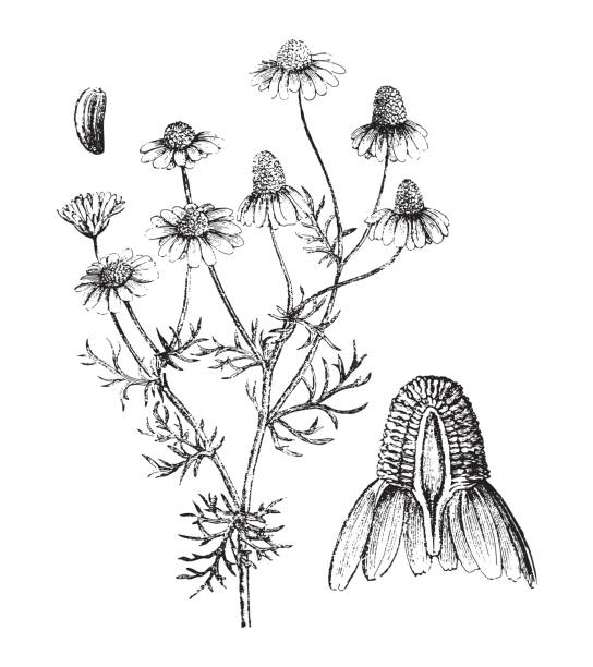 matricaria chamomilla или немецкая ромашка - винтажная гравированная иллюстрация - chamomile herbal tea chamomile plant tea stock illustrations