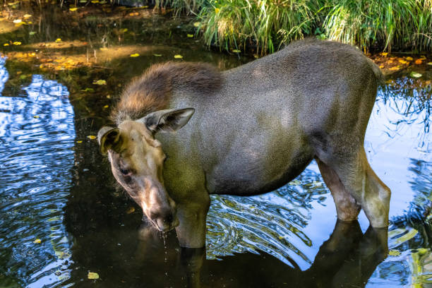 Elk shaking off water, Omega Park, Quebec, Canada