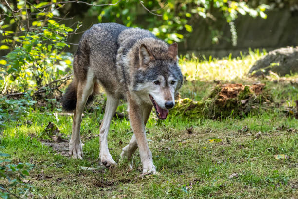istock European Grey Wolf, Canis lupus in a german park 1362532699