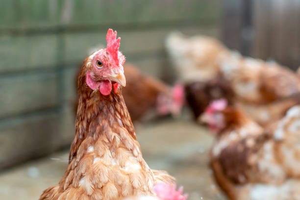 istock Close up of white-brown chickens 1362532731