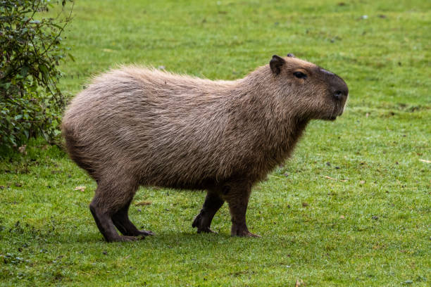 istock Capybara, Hydrochoerus hydrochaeris grazing on fresh green grass 1362532876