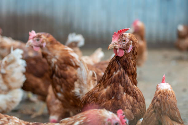 istock Close up of white-brown chickens 1362532946