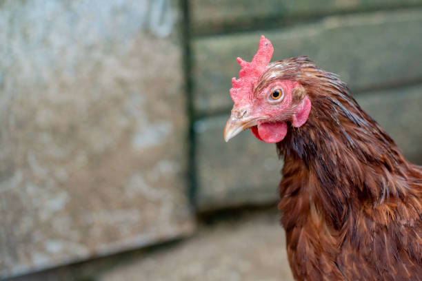 istock Close up of a white and brown chicken 1362533310