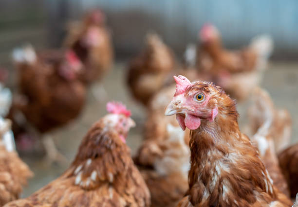 istock Close up of white-brown chickens 1362533400