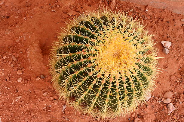 Cacti stock photo
