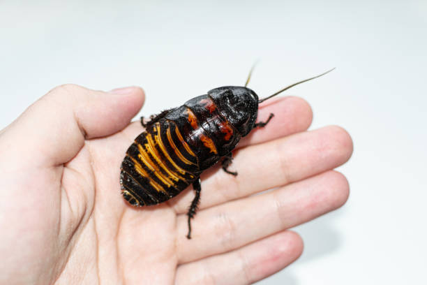 beau cafard hissant énorme de madagascar rampe sur la main humaine - cockroach hissing ugliness insect photos et images de collection