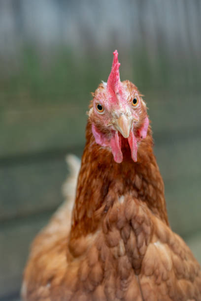 istock Close up of a white and brown chicken 1362534198