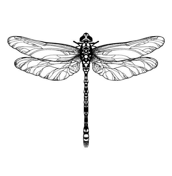 잠자리 - dragonfly stock illustrations