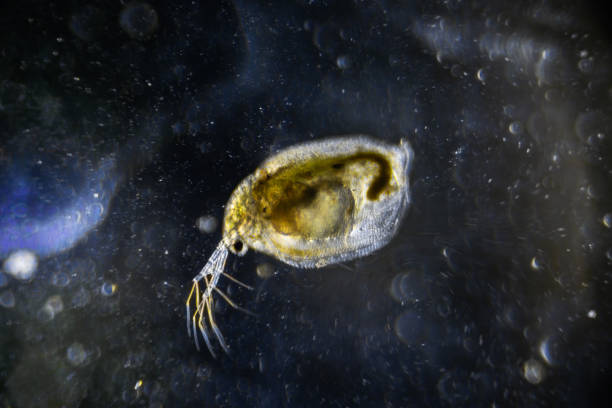 istock Microscopic image of zooplankton Water Flea Daphnia on darkfield 1362534864