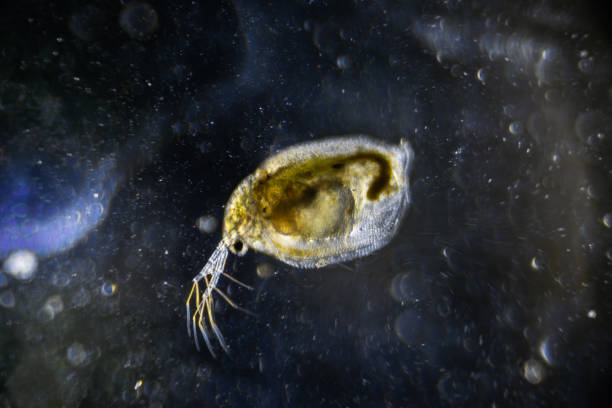microscopic image of zooplankton water flea daphnia on darkfield - daphnia water flea high scale magnification micro organism imagens e fotografias de stock