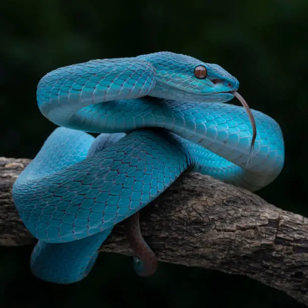 White lipped pit viper, Blue viper