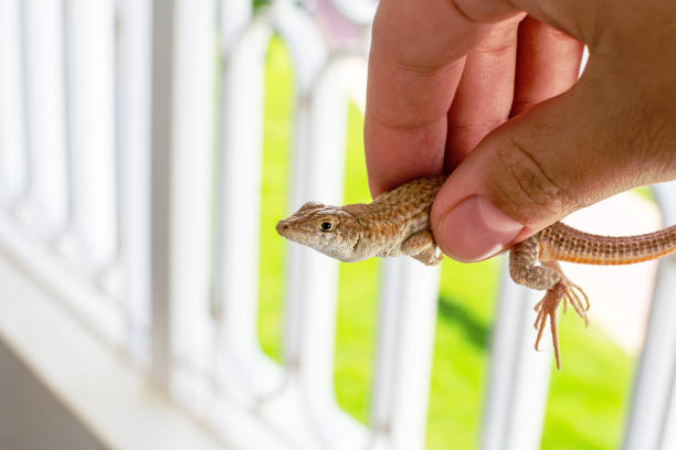 istock Wild lizard caught on the beach in Sharm El Sheikh, Egypt 1362535227