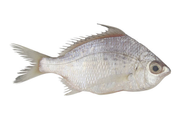 istock Whipfin silver-biddy fish isolated on white background 1362535317