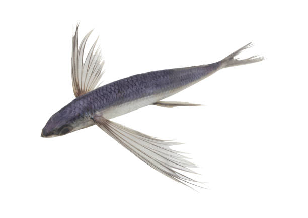 istock Tropical flying fish isolated on white background 1362535336