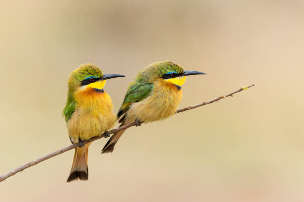 istock Little bee-eater in Kruger national park 1362536215