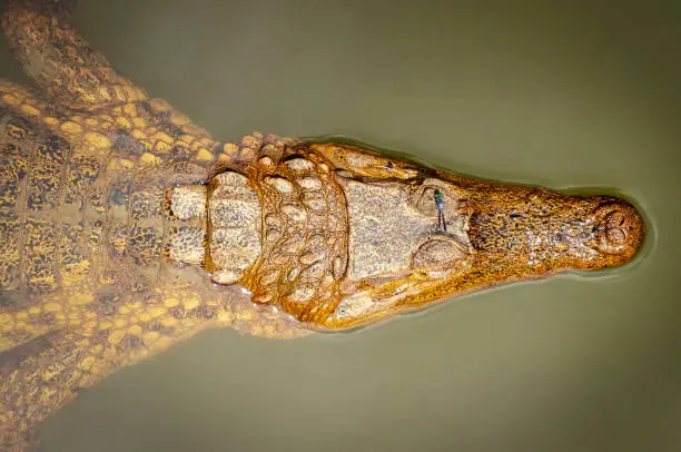 Photo of crocodile top view